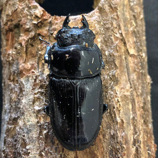 オオクワガタ久留米大型血統♀単