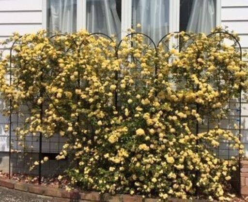 もらってください 鉢植えモッコウバラ3本 プラ鉢大中小13個横浜市中区まで引き取り限定です Family 日ノ出町のその他の中古あげます 譲ります ジモティーで不用品の処分 もらってください 鉢植えモッコウバラ3本 プラ鉢大中小13個横浜市中区まで引き取り限定です Family 日ノ出町のその他の中古あげます 譲ります ジモティーで不用品の処分