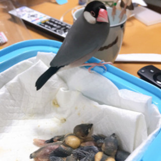 文鳥の雛の里親を募集しますの画像