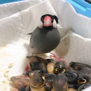 文鳥の雛の里親を募集します − 鹿児島県