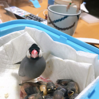 文鳥の雛の里親を募集します - 里親募集