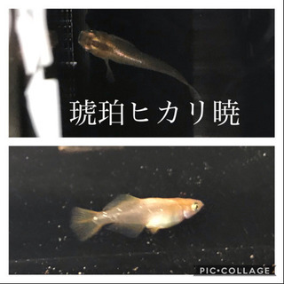 【9月17日更新】メダカ針子〜若魚　1セット