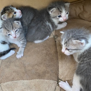 生後1ヶ月弱の子猫です とし 成田の猫の里親募集 ジモティー