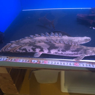 エンドリケリー　