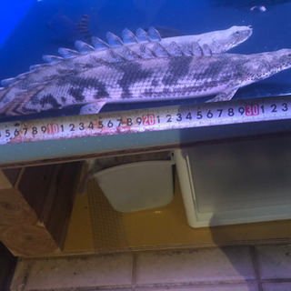 エンドリケリー　