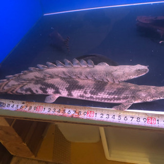 エンドリケリー　