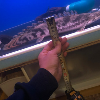 エンドリケリー　