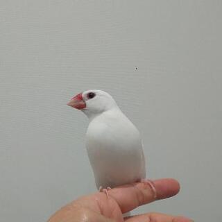 白文鳥（女の子）姉文鳥