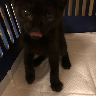 生後3か月くらいの黒猫ちゃん