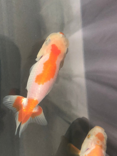 完売岡山らんちゅう更紗模様 プチ金魚店 庭瀬のその他の中古あげます 譲ります ジモティーで不用品の処分