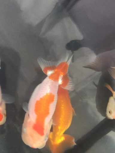 完売岡山らんちゅう更紗模様 プチ金魚店 庭瀬のその他の中古あげます 譲ります ジモティーで不用品の処分