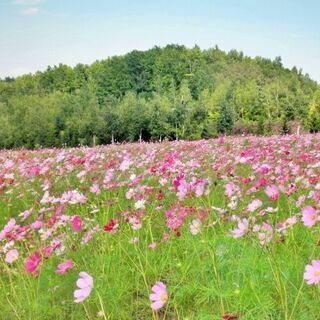 独身限定【佐野】みかも山公園ミニハイキング（9/12 土 10:...