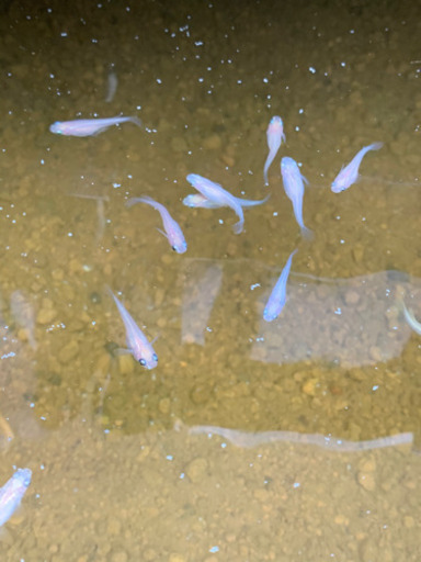 白メダカ黒メダカ黄メダカ 魚おっさん 甲西のその他の中古あげます 譲ります ジモティーで不用品の処分