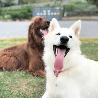 犬友募集❣️