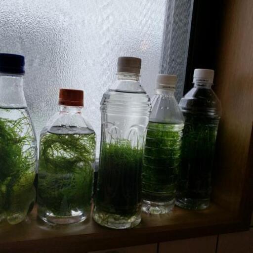 南米ウィローモス自家培養無農薬 ながらうどん 新潟大学前のその他の中古あげます 譲ります ジモティーで不用品の処分 南米ウィローモス自家培養無農薬 ながらうどん 新潟大学前のその他の中古あげます 譲ります ジモティーで不用品の処分