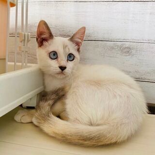 ブルーな瞳が可愛いね(*^^*) ちょっとどんくさい？3ヶ月女の...