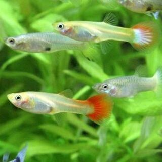 熱帯魚 ネオンテトラ グッピー チェリーバルブ モネ はりま勝原のその他の中古あげます 譲ります ジモティーで不用品の処分