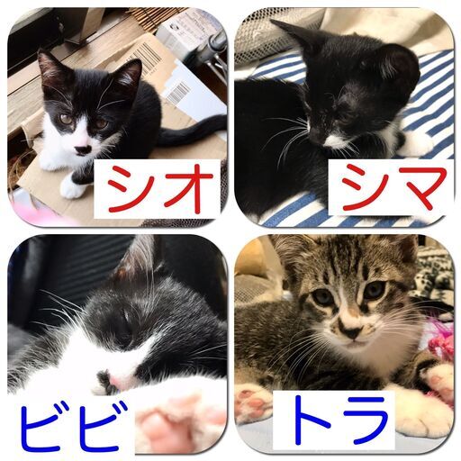 多くのご応募ありがとうございました 正式譲渡決定 ゴロゴロ甘えたいにゃ 生後3ヶ月子猫 ハチワレ サバ白 合計4匹 毛並みツヤ良し 室内飼 カトウ 秦野の猫の里親募集 ジモティー 多くのご応募ありがとうございました 正式譲渡決定 ゴロゴロ甘えたいにゃ 生後3ヶ月子猫 ハチワレ サバ白 合計4匹 毛並みツヤ良し 室内飼 カトウ 秦野の猫の里親募集 ジモティー