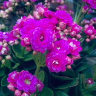 カランコエ八重咲き苗紫