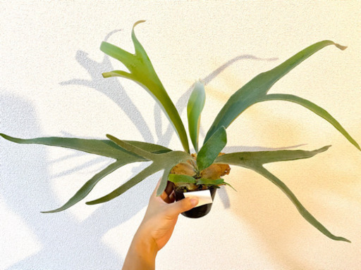 コウモリランベイチービーチー Hiro 古川橋のその他の中古あげます 譲ります ジモティーで不用品の処分 コウモリランベイチービーチー Hiro 古川橋のその他の中古あげます 譲ります ジモティーで不用品の処分