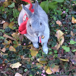 うさぎと遊ぼう