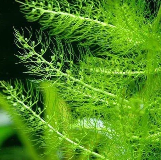 メダカ産卵用希少水草 あげます 改良メダカ繁殖研究所 須ヶ口のその他の中古あげます 譲ります ジモティーで不用品の処分