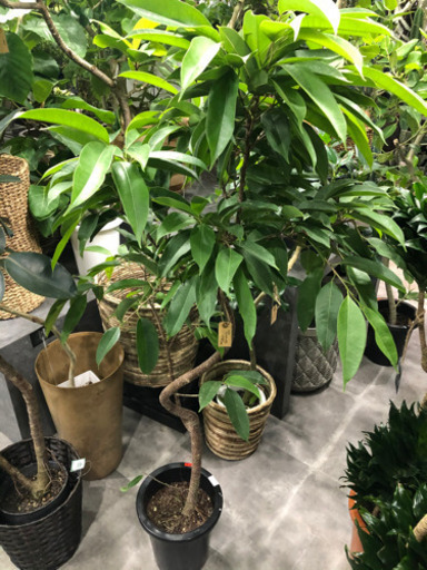 早い者勝ち 観葉植物ゴムの木フィカスアムステルダムキングシンボルツリー多肉植物 Fk C 福岡のその他の中古あげます 譲ります ジモティーで不用品の処分