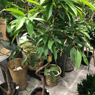 早い者勝ち 観葉植物ゴムの木フィカスアムステルダムキングシンボルツリー多肉植物 Fk C 福岡のその他の中古あげます 譲ります ジモティーで不用品の処分 早い者勝ち 観葉植物ゴムの木フィカスアムステルダムキングシンボルツリー多肉植物 Fk C 福岡のその他の中古あげます 譲ります ジモティーで不用品の処分