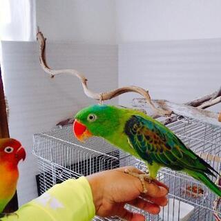 コオオハナインコモドキ飼育されている方