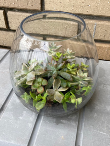 多肉寄せ植え Do Aqaオーバル17 水槽 カキツ 別府のインテリア雑貨 小物の中古あげます 譲ります ジモティーで不用品の処分 多肉寄せ植え Do Aqaオーバル17 水槽 カキツ 別府のインテリア雑貨 小物の中古あげます 譲ります ジモティーで不用品の処分