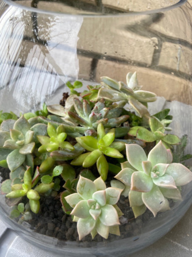 多肉寄せ植え Do Aqaオーバル17 水槽 カキツ 別府のインテリア雑貨 小物の中古あげます 譲ります ジモティーで不用品の処分 多肉寄せ植え Do Aqaオーバル17 水槽 カキツ 別府のインテリア雑貨 小物の中古あげます 譲ります ジモティーで不用品の処分