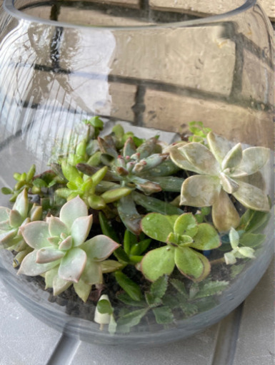 多肉寄せ植え Do Aqaオーバル17 水槽 カキツ 別府のインテリア雑貨 小物の中古あげます 譲ります ジモティーで不用品の処分 多肉寄せ植え Do Aqaオーバル17 水槽 カキツ 別府のインテリア雑貨 小物の中古あげます 譲ります ジモティーで不用品の処分