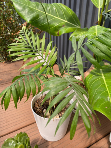 観葉植物 松子 柳津のその他の中古あげます 譲ります ジモティーで不用品の処分