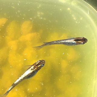 ブロンズメダカ　種親(極上メス4、上物オス2) ＋オマケ30匹