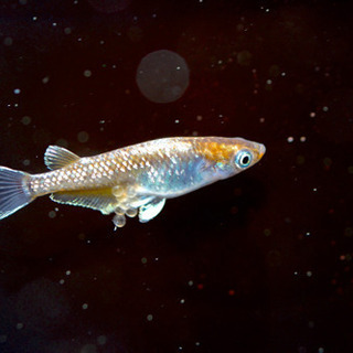 ブロンズメダカ　種親(極上メス4、上物オス2) ＋オマケ30匹