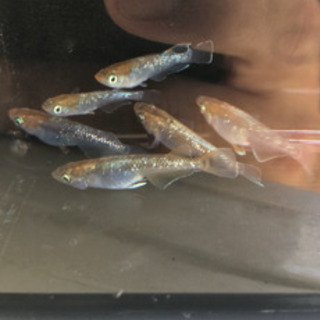 ブロンズメダカ 種親(極上メス4、上物オス2) ＋オマケ30匹