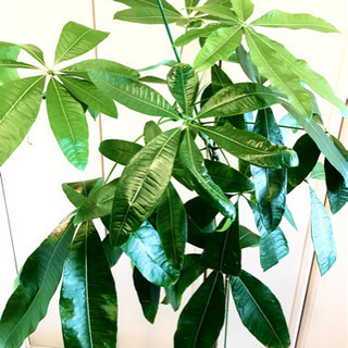 大きな観葉植物 パキラ 140cm
