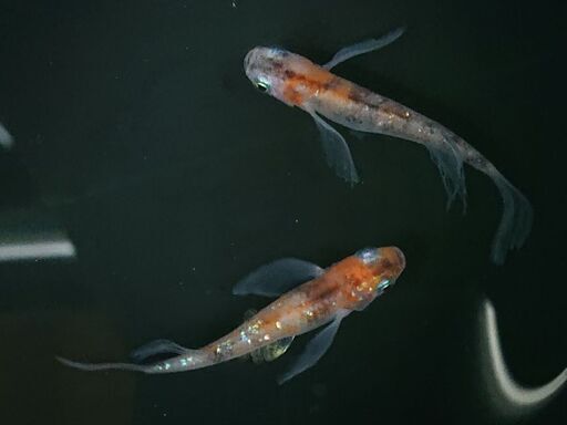 メダカ 三色ラメ鰭長ダルマ 18匹 ミラクルたか 津のその他の中古あげます 譲ります ジモティーで不用品の処分