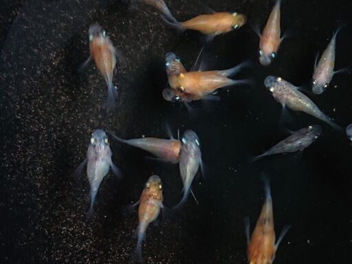 メダカ 三色ラメ鰭長ダルマ 18匹 ミラクルたか 津のその他の中古あげます 譲ります ジモティーで不用品の処分 メダカ 三色ラメ鰭長ダルマ 18匹 ミラクルたか 津のその他の中古あげます 譲ります ジモティーで不用品の処分