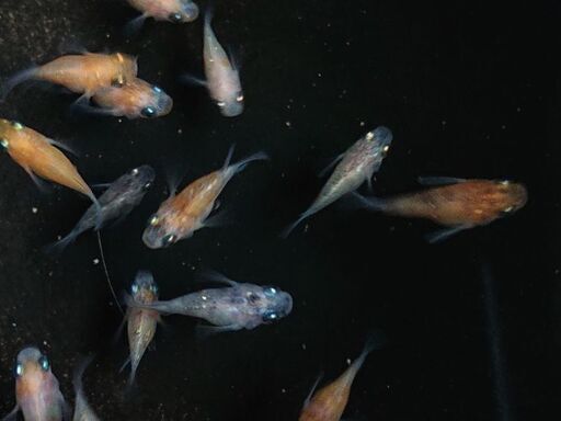 メダカ 三色ラメ鰭長ダルマ 18匹 ミラクルたか 津のその他の中古あげます 譲ります ジモティーで不用品の処分 メダカ 三色ラメ鰭長ダルマ 18匹 ミラクルたか 津のその他の中古あげます 譲ります ジモティーで不用品の処分