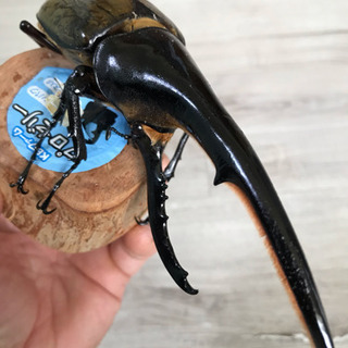 その他 ヘラクレス 成虫 オス 160mm