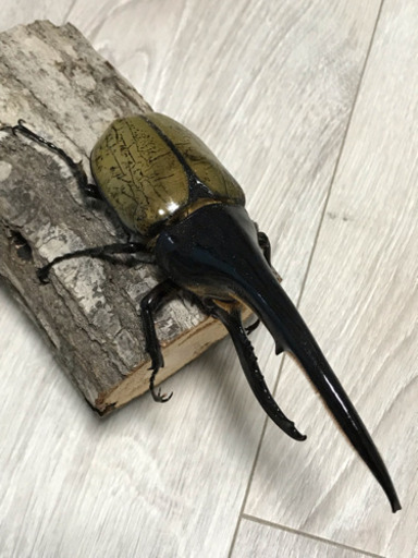 ヘラクレス 成虫 オス  160mm