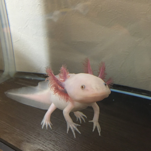 ウーパールーパー成体 りさ 沖縄のその他の中古あげます 譲ります ジモティーで不用品の処分