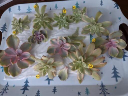 多肉植物　ウエストレインボー　ティチュバンス　ミニベル錦　画像全て