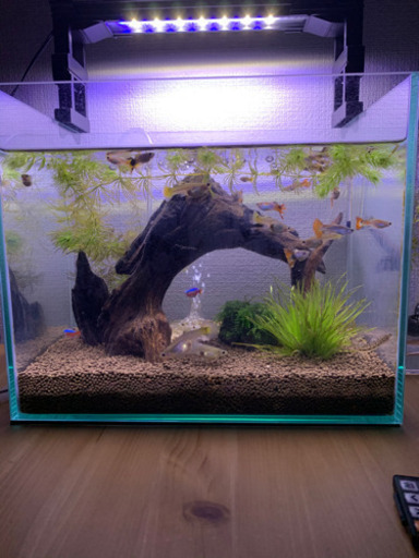 東武練馬駅での取引限定 グッピーの稚魚10 15匹生後2週間 譲ります ハルピーマン 東武練馬のその他の中古あげます 譲ります ジモティーで不用品の処分