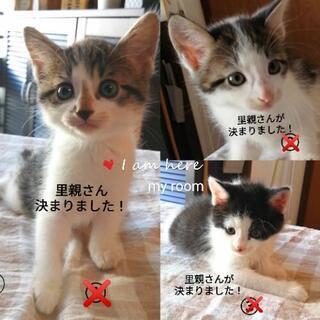 【3匹♡里親さんが決まりました！！】🐱😸🐱子猫♥3匹♥大切に育て...