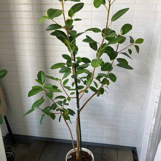 お取引内定　観葉植物 フランスゴムの木 110-120cm