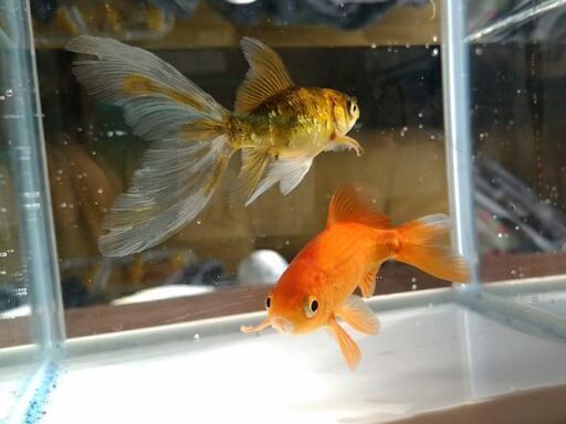 金魚ブリストル朱文金と雑種三尾 雄 Jo 畠田のその他の中古あげます 譲ります ジモティーで不用品の処分 金魚ブリストル朱文金と雑種三尾 雄 Jo 畠田のその他の中古あげます 譲ります ジモティーで不用品の処分