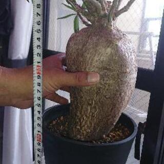 本日限定パキポデュウムサキュレンタム