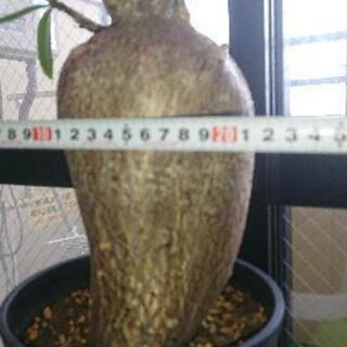 本日限定パキポデュウムサキュレンタム